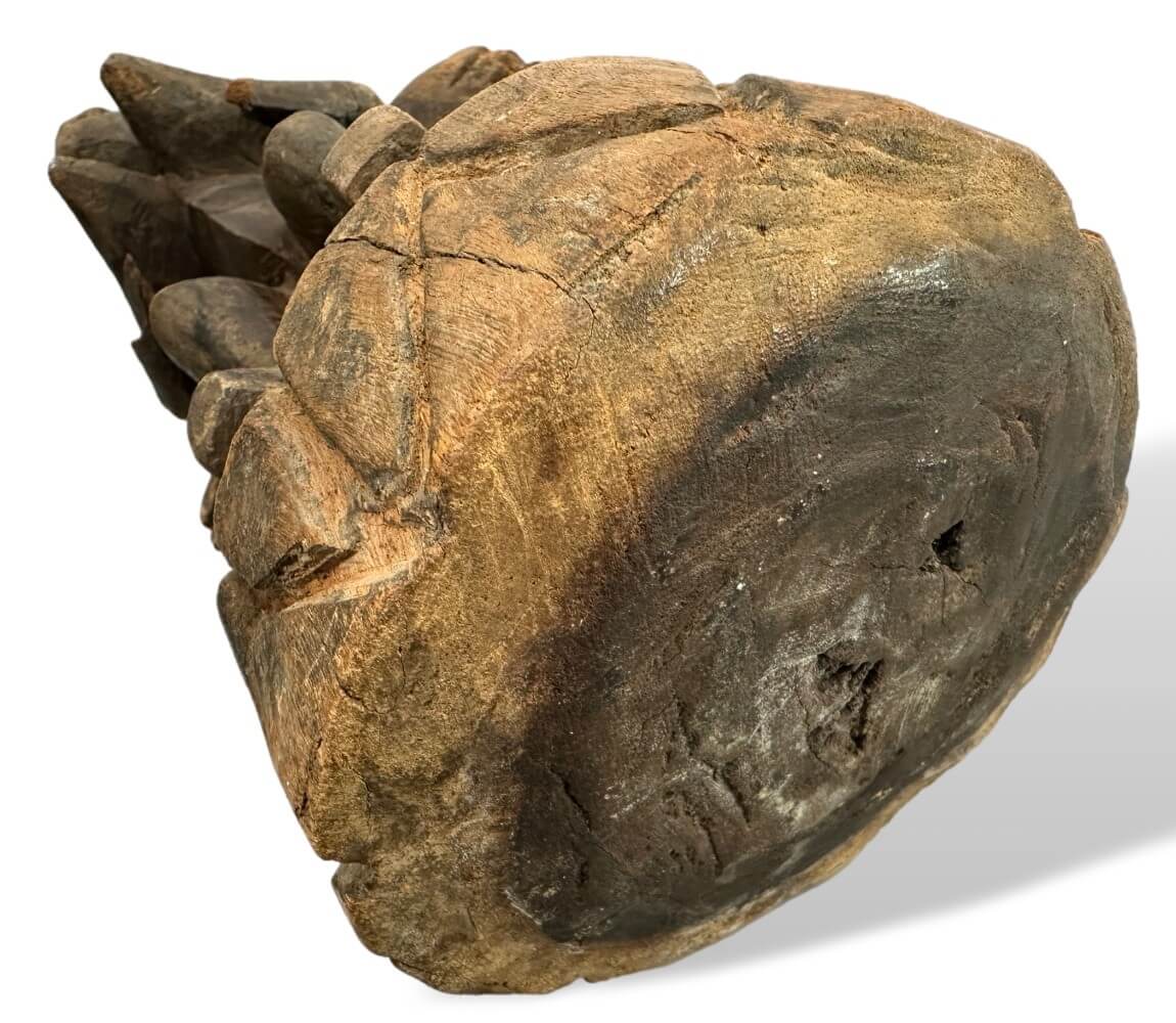 gestein, fossil, stein, klumpen, organisch
