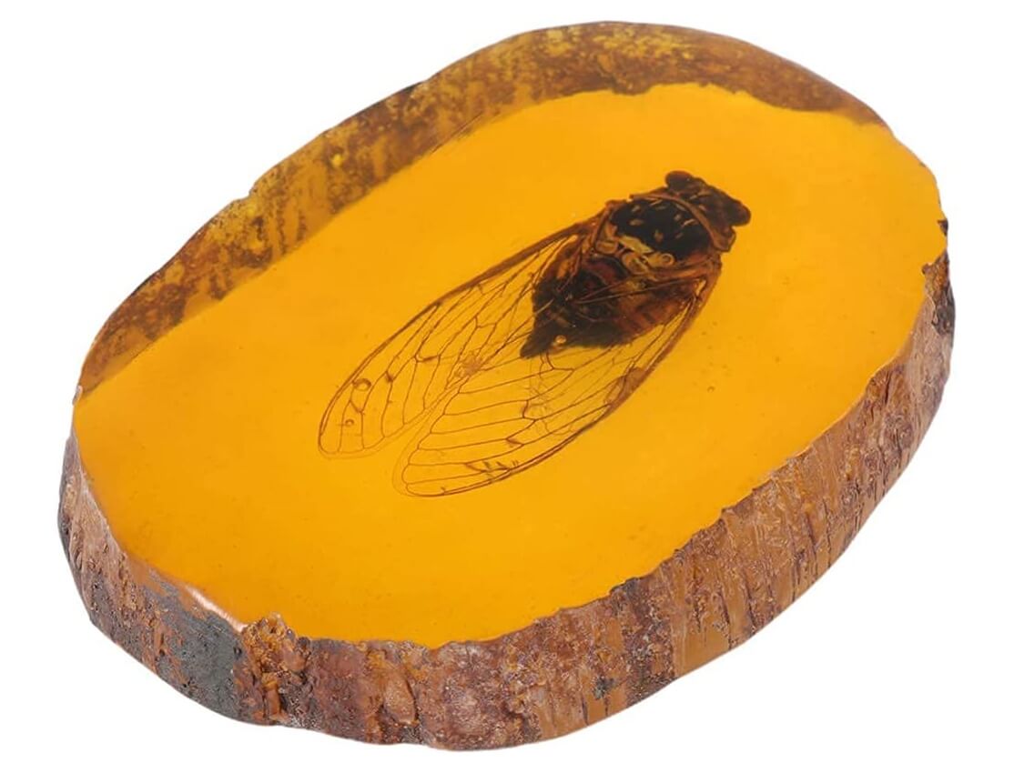 Fossil