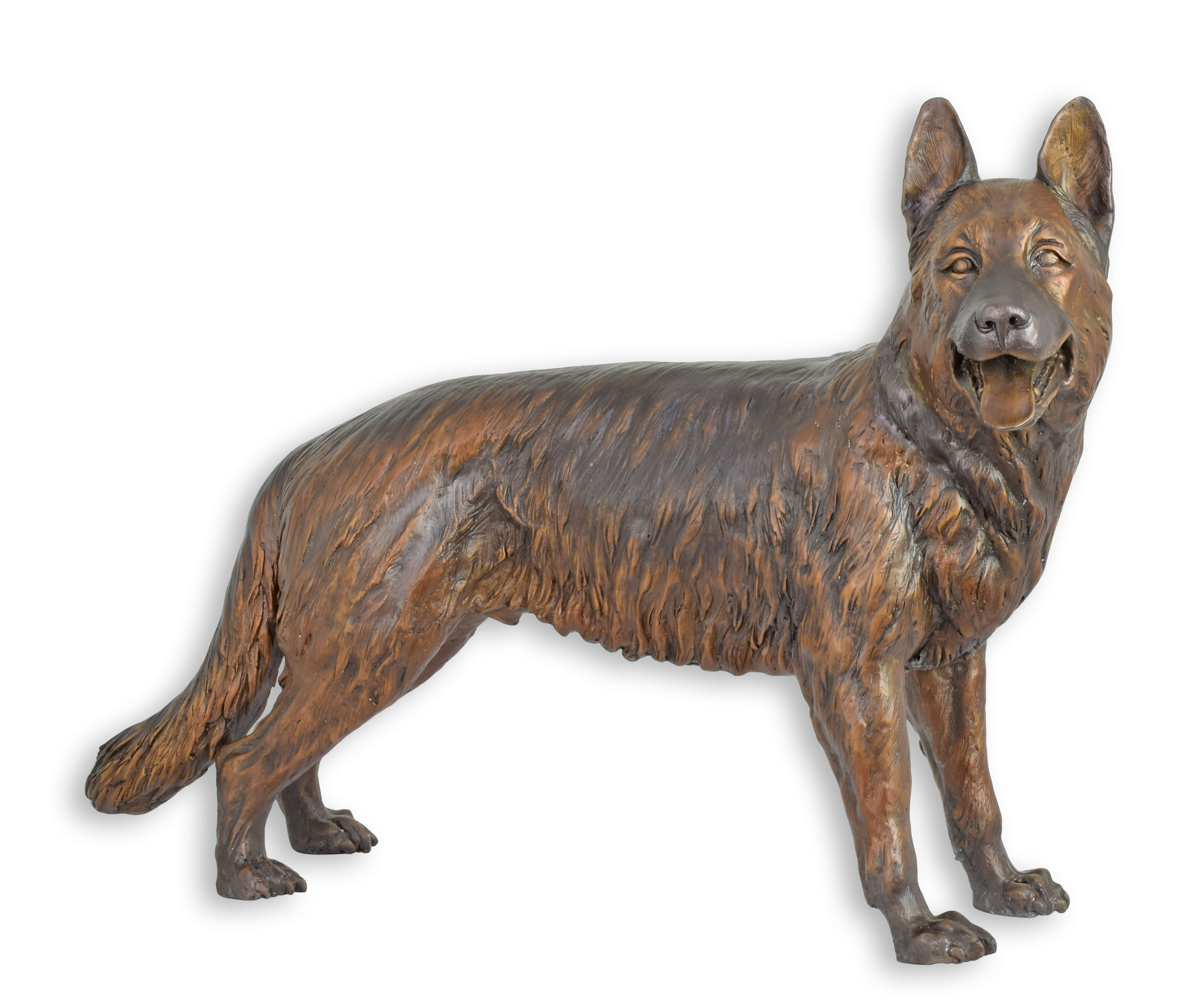 Tier, Hund, Säugetier, Haustier, Kojote