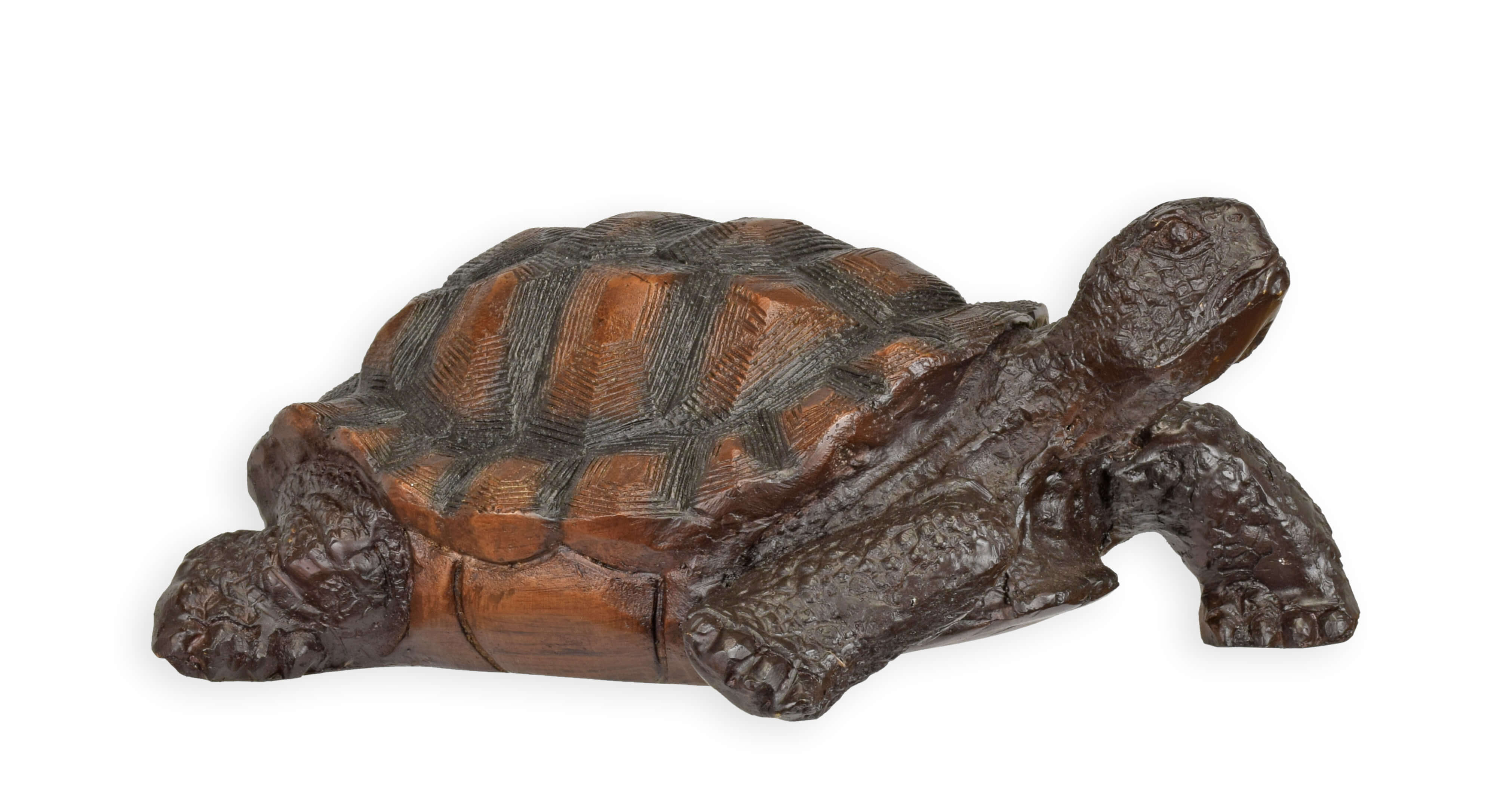 Tier, Reptil, Leben im Meer, Schildkröte